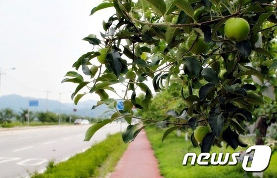 2일 충북 충주시는 농협과 함께 과수농가에 공동선별비와 물류비를 지원한다고 밝혔다. 사진은 사과나무 가로수.(충주시 제공)2023.5.2/뉴스1