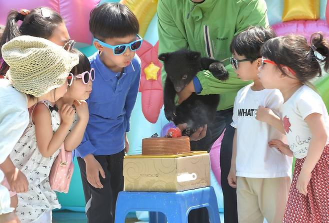 세종시 베어트리파크 아기 반달곰 생일잔치. 모습 (베어트리파크 제공) / 뉴스1