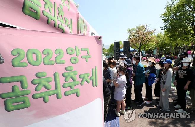 양구 곰취축제 [연합뉴스 자료사진]