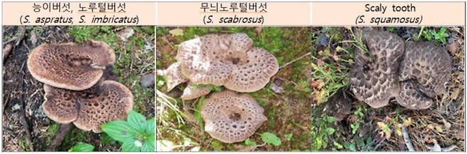 (왼쪽부터) 능이버섯, 무늬노루털버섯, 스케일리 투쓰 [사진=식품의약품안전처]