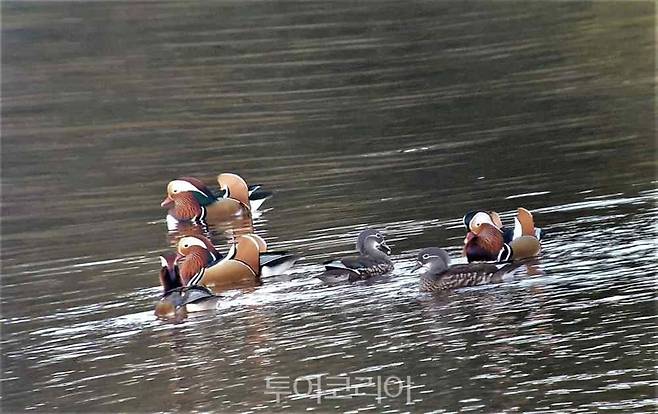 익산 금마저수지에 원앙에 노니는 모습