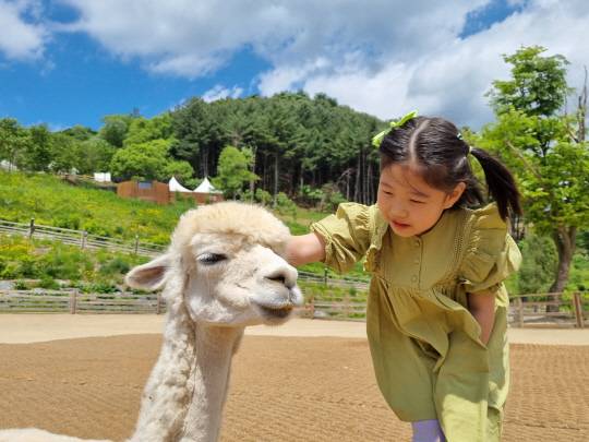 사진제공=알파카월드