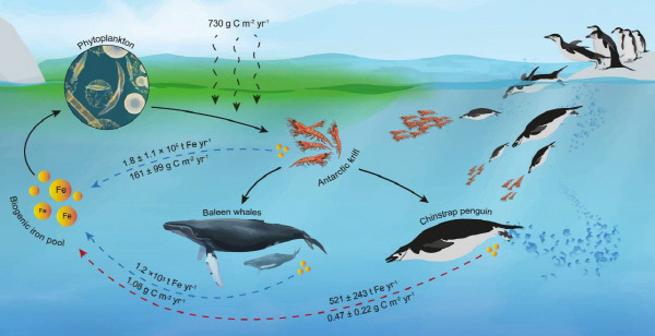 연구진이 발표한 해양 생물의 철분 순환과정. 네이쳐커뮤니케이션즈
