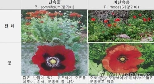 마약 원료인 양귀비와 관상용인 개양귀비 구분 방법(자료사진) [사진 = 경찰청 제공]