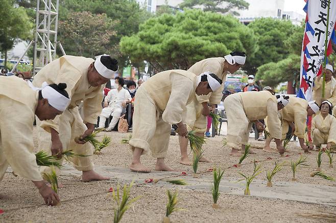 안동저전동농요 시연 장면 (사진=안동시 제공) *재판매 및 DB 금지