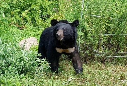 떠돌이 반달가슴곰 '오삼이'(코드번호 KM-53). 오삼이는 국립공원공단이 부여한 코드번호에서 따온 이름이다. 연합뉴스