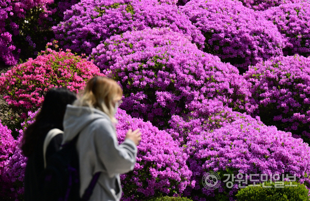 ▲ 쌀쌀한 날씨를 보인 날 강원대학교 춘천캠퍼스에서 두툼한 옷을 입은 학생들이 강의실로 향하고 있다. [강원도민일보 자료사진]