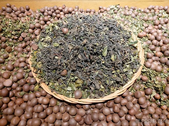 4일 경남 하동 세계차엑스포에 전시된 차 나무 씨앗들. 김희량 기자