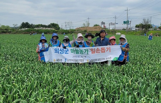 농가주부모임 울릉군 연합회가 의성군 마늘밭에서 마늘쫑 뽑기 봉사활동을 하고 있다.(농가주부모임 울릉군 연합회제공)