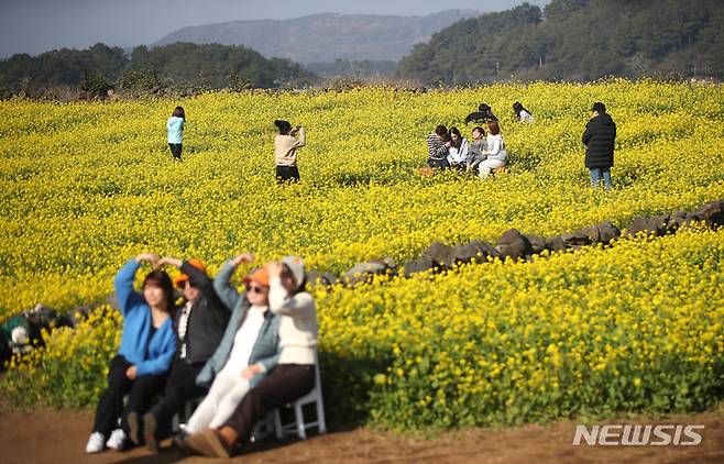 [서울=뉴시스] 우장호 기자 = 사진은 지난 1월 8일 오전 제주 서귀포시 성산일출봉 인근 유채꽃밭을 찾은 가족 단위 관광객들이  즐거운 시간을 보내고 있는 모습. 2023.05.04. *재판매 및 DB 금지