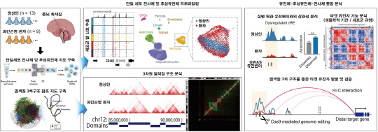 KAIST는 파킨슨병 발병 뇌조직의 단일세포 3차원 후성유전체 지도를 작성하고, 이를 토대로 656개 파킨슨병 연관 신규 유전자들을 제시했다.



KAIST 제공