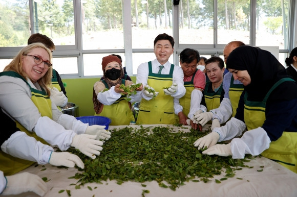 김철우 보성세계차엑스포 공동조직위원장과 외국 관람객들이 차 만들기 체험을 하고 있다.