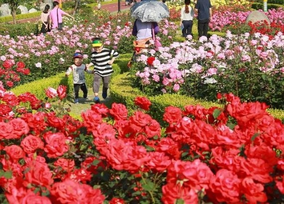 삼척장미축제. 삼척시 제공