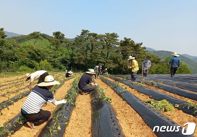 (정읍=뉴스1) 박제철 기자 = 전북 정읍시가 본격적인 농번기를 맞아 농가 일손부족을 해결하기 위해 농촌일손돕기를 추진한다. 시청 직원들이 고추모종을 심고 있다. (정읍시 제공)2023.5.9/뉴스1