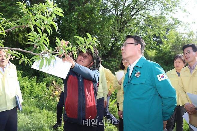 김인중 농림축산식품부 차관은 9일 충북 음성군 복숭아 농가를 방문해 냉해 피해현장을 점검했다.ⓒ농림축산식품부