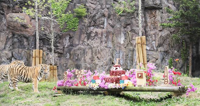 Tigers are seen at the first birthday party of Siberian tiger cubs Parang, Haerang and Sarang at Seoul Grand Park in Gwacheon, Gyeonggi Province on April 23. (Yonhap)