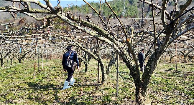 [함평=뉴시스] 전남 함평군 농업기술센터 직원들이 농가를 방문해 과수화상병 예방 방제 지도를 하는 모습. (사진=함평군 제공) photo@newsis.com *재판매 및 DB 금지