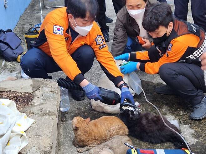 소방대원들이 연기를 흡입한 강아지와 고양이에게 산소를 공급하고 있다. 부산소방재난본부 제공 