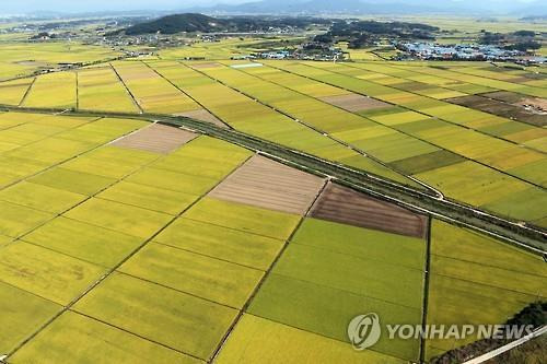 김제평야 [연합뉴스 자료사진]