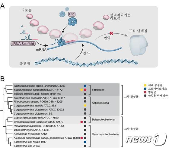 합성 조절 sRNA 작동 체제 모식도(A)와 이번 연구를 통해 개발한 BHR-sRNA의 작동이 입증된 16종의 다양한 박테리아를 나타낸 계통수(B). (KAIST 제공) /뉴스1