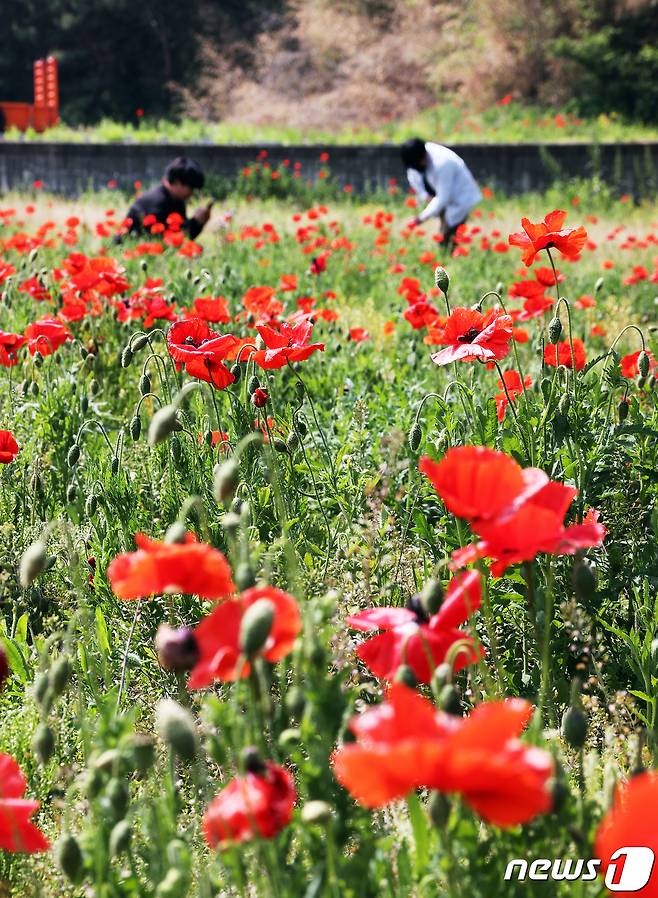 10일 충북 괴산군 괴산읍 동부리 홍범식 고택 주변에 조성한 꽃밭의 꽃양귀비가 만개하면서 붉은 꽃물결이 장관을 이루고 있다.(괴산군 제공).2023.5.10/뉴스1