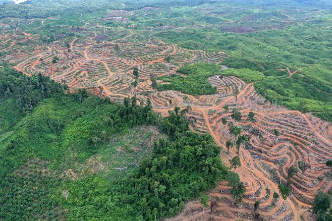 2001~2015년 사이 대한민국 면적에 맞먹는 1000만㏊가 팜유 농장으로 바뀌었다. 위는 인도네시아 수불루살람의 숲이 팜유 농장으로 개간되고 있는 모습. ⓒEPA