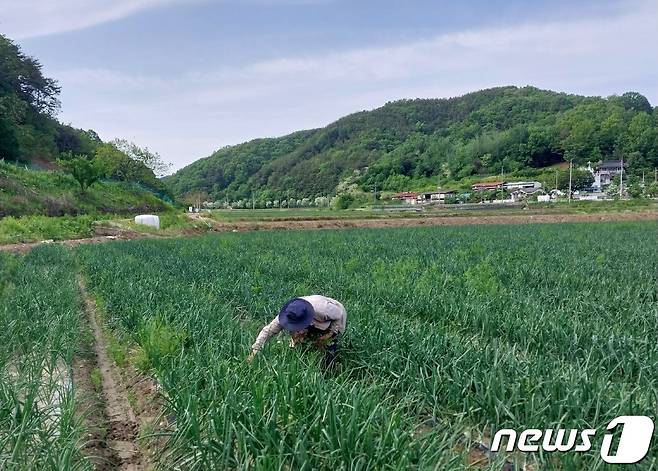 지난 9일 양파 수확을 앞두고 일손이 부족한 경남 합천군 대양면 백암리의 양파밭에서 농민이 홀로 밭을 돌보고 있다.(전국양파생산자협의회 경남지부 제공)