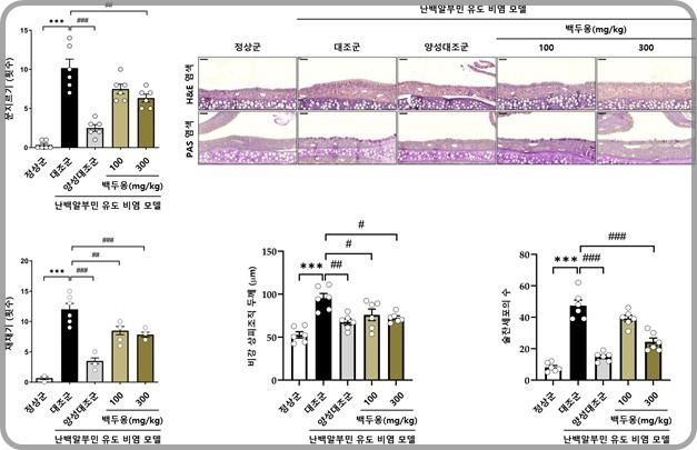 [대전=뉴시스] 난백알부민(Ovalbumine)으로 유도된 알레르기성 비염 마우스 모델에서의 백두옹 추출물에 의한 알레르기성 비염 질환지표 개선표. 코 문지르기 및 재채기 횟수가 백두옹 추출물을 경구투여한 그룹에서 대조군 대비 각 최대 38% 및 35%씩 감소했고 비강 상피조직 두께도 최대 24% 개선됐다. 코 점액을 생성하는 술잔세포도 최대 49% 감소했다. *재판매 및 DB 금지