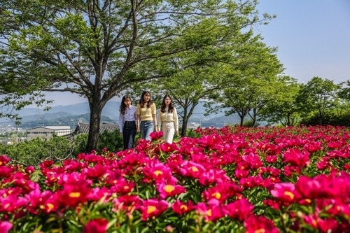 경북 청도군 화양읍 청도읍성 주변에 작약을 배경으로 주민들이 사진을 찍고 있다. 연합뉴스