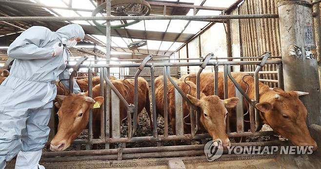 구제역 백신 접종 ※ 기사와 직접적인 관계가 없습니다. [연합뉴스 자료 사진]