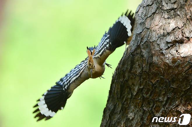 12일 경북 경주시 황성공원 숲 속 나무에 둥지를 튼 후투티가 새끼들에게 먹잇감을 물어다 준 후 날아가고 있다.2023.5.12/뉴스1 ⓒ News1 최창호 기자