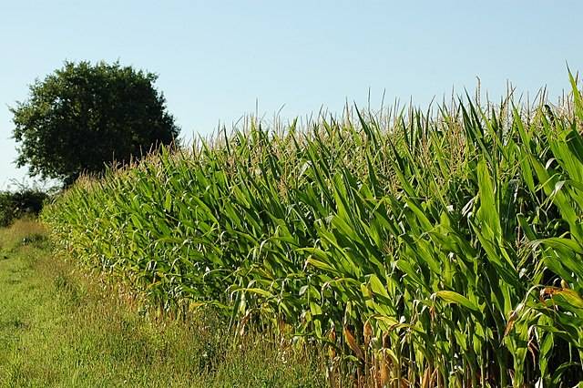 곡물 중에서도 건조한 환경에 버티는 능력이 탁월한 것으로 알려진 옥수수. 위키미디어 제공