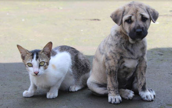 개와 고양이 1천200여 마리를 굶겨 죽인 60대가 징역 3년을 선고받았다. 본 기사와 무관한 이미지. [사진=픽사베이]