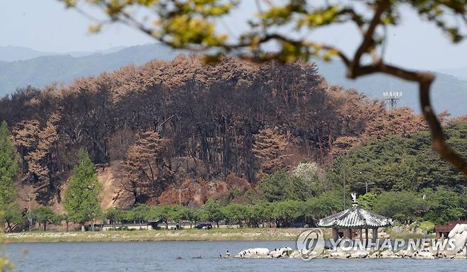 경포호 건너 산불이 남긴 상처 (강릉=연합뉴스) 유형재 기자 = 산불 발생 한 달을 하루 앞둔 10일 강원 강릉시 경포 일원의 산림이 벌겋게 죽어가고 있다. 2023.5.10 yoo21@yna.co.kr