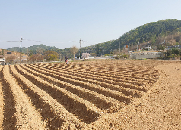 박수진 양평맑은술도가 대표는 양조장 인근에서 '동국이'에 사용되는 국화를 직접 재배한다.