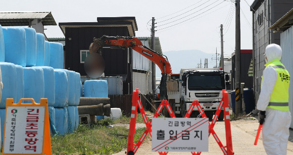 4년여 만에 구제역 발생으로 전국 축산 관련 종사자에게 일시 이동중지 명령이 내려졌다. 사진은 지난 11일 오전 충북 청주시 청원구 북이면 구제역 확진 한우 농가에서 방역당국 관계자들이 소 매몰 작업을 하던 모습. /사진=뉴스1