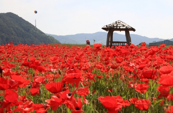 꽃양귀비 축제가 열리는 경남 하동군 북천면 직전리 꽃단지 축제장. 하동군 제공