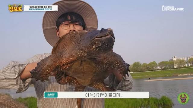 생태계 교란종으로 지정된 ‘늑대거북’이 한 하천에서 출몰했다는 주장이 제기됐다. 파충류·희귀동물 전문 유튜브 채널 ‘정브르’ 갈무리