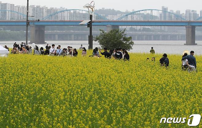 13일 오후 서울 서초구 반포한강공원 서래섬 일대에서 열린 '2023 한강 서래섬 유채꽃 축제'에서 시민들이 주말 꽃나들이를 즐기고 있다. 2023.5.13/뉴스1 ⓒ News1 구윤성 기자