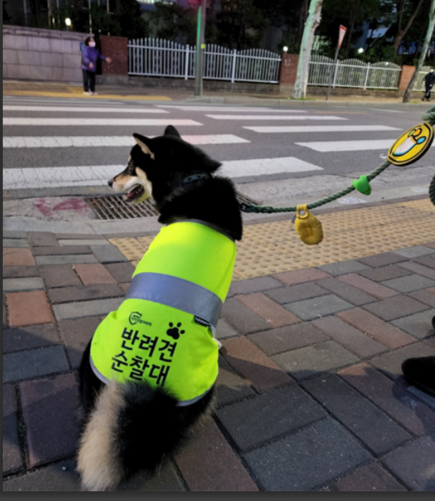 서울시 자치경찰위원회는 어린이날 연휴 마지막날이던 지난 7일 새벽 반려견 순찰대 ‘쿠로’팀이 실종신고 상태이던 발달장애인을 발견해 가족의 품으로 무사히 되돌려보냈다고 14일 밝혔다. 서울시 제