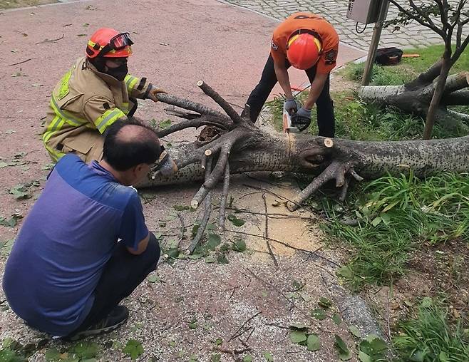 [대구=뉴시스] 대구시 달성군 송현동의 한 캠핑장 입구에 2022년 9월 태풍 난마돌의 영향으로 나무가 쓰러져 소방대원들이 수습하고 있다. 뉴시스DB. 2023.05.14  photo@newsis.com  *재판매 및 DB 금지