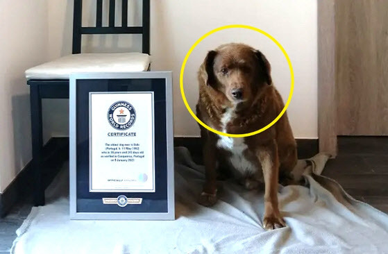 (사진= 유튜브 ‘Guinness World Records’)