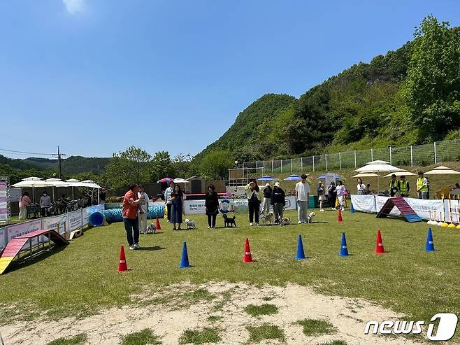 진산면 홀리데이펫에서 열린 반려견 명랑운동회 모습.(금산군 재공)