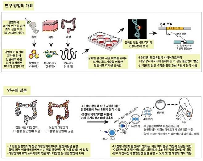 그림출처=카이스트 제공