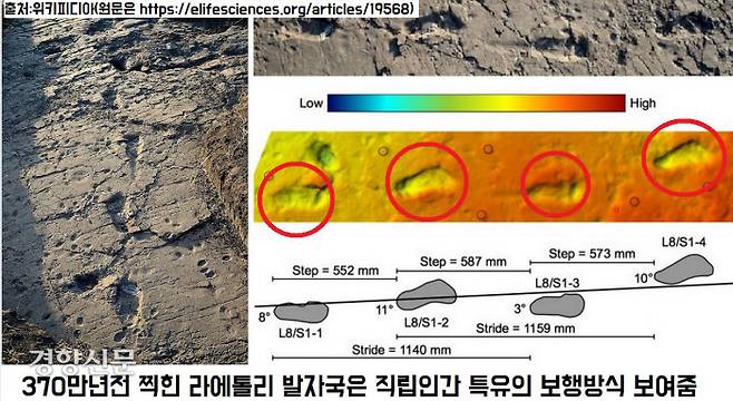 라에톨리 고인류 발자국은 직립인간 특유의 보행방식을 보여준다. 발뒤꿈치를 땅에 대고 깊게 누른 다음 발바닥을 뒤에서부터 차례로 댔다가 마지막으로 엄지발가락을 힘차게 누르면서 균형을 잡고 일직선으로 걸어갔다.|출처:위키피디아(원문은 https://elifesciences.org/articles/19568)