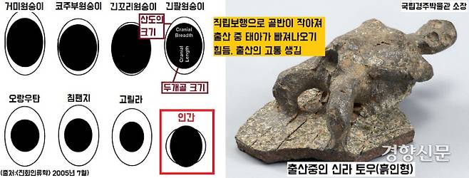 출산의 고통도 직립보행의 원인이 됐다. 골반이 좁아지고 태아가 나오는 산도 역시 좁아지면서 고통이 시작됐다.|이한용 전곡선사박물관장 설명