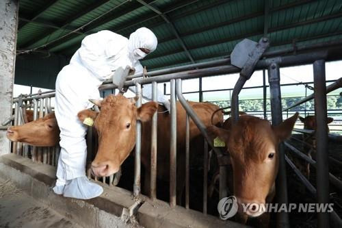 소 구제역 접종 [사진 = 연합뉴스]