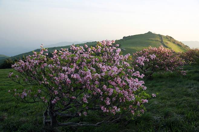 영주 소백산 비로봉 정상 철쭉 군락지 (사진=영주시 제공) *재판매 및 DB 금지