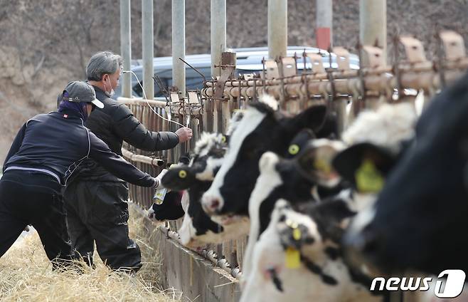 전국 소·염소 사육 농가를 대상으로 상반기 구제역 백신 일제접종을 본격적으로 시작한 3일 오전 경기 안성시의 한 젖소 농가에서 수의사가 구제역 백신을 접종하고 있다. 올해 상반기 일제접종은 4월 1일부터 5월12일까지 실시되며, 해당 기간 중 전국의 11만여 농가들은 사육 중인 444만7000여 마리를 대상으로 백신을 접종한다.  사진은 기사내용과는 관계없음. 2023.4.3/뉴스1 ⓒ News1 김영운 기자