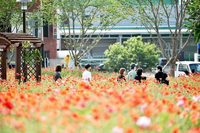 주왕산관광단지와 진보면 객주정원에 꽃양귀비가 개화를 시작하자 지역 주민과 관광객들의 발길이 이어지고 있다. (청송군 제공) 2023.05.16